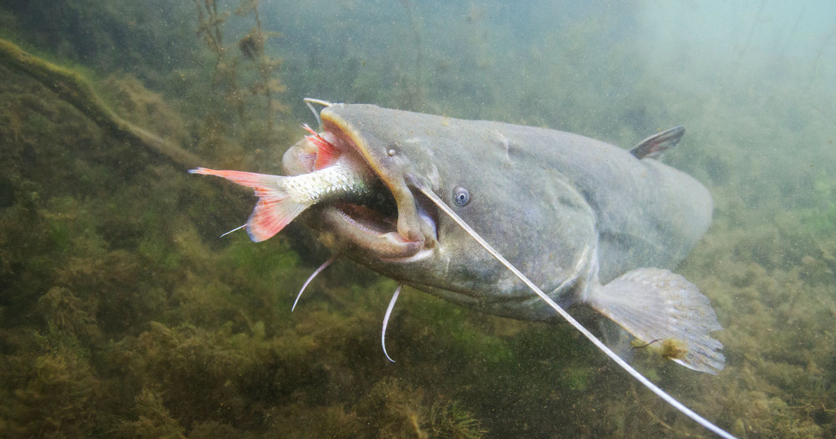 Wels catfish meal time