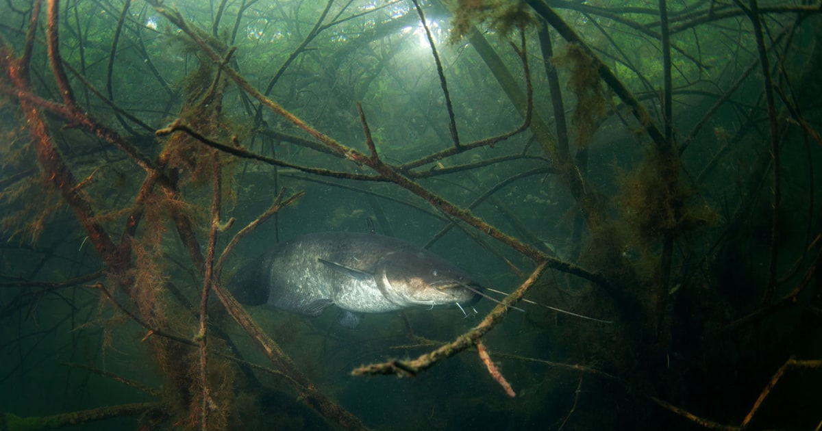 wels catfish hiding in cover